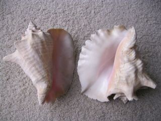 Decorative Sea Shells.  (2) Large Conch Sea Shells.