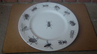 Stephanie Fernald Ceramic Designs Beetle 11 " Charger Plate Fornasetti Style 1/3
