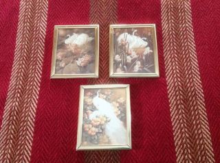 Set Of Three Mini Swan Art Prints Scafa - Tornabene Publishing Framed