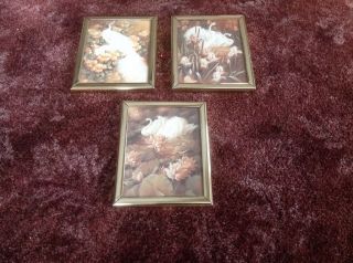 Set Of Three Mini Swan Art Prints Scafa - Tornabene Publishing Framed 4