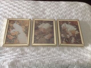 Set Of Three Mini Swan Art Prints Scafa - Tornabene Publishing Framed 5