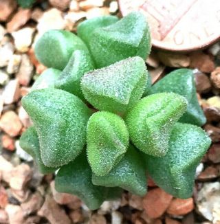 Succulent Plant - - Adromischus Cristatus Schoenlandii - - Cute