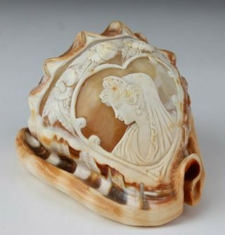 Italian Cameo Carved Maiden Bust & Flower On Bullmouth Helmet Conch Sea Shell Nr