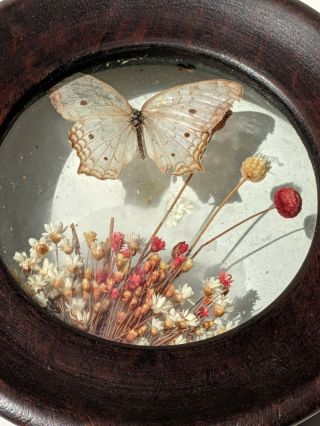 2 Vtg Dried Butterfly Moth Flowers W/ Glass Round Wooden Plaques Art Deco Retro