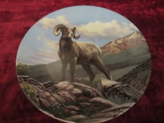 Bighorn Sheep Plate - Paul Krapf - Canada 