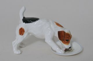 Royal Doulton Jack Russel Terrier Dog Licking Plate Hn 1158