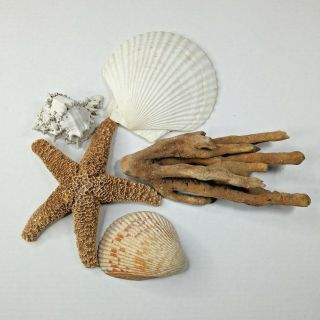 Starfish Sea Fan Soft Coral Bivalve Seashell Cockle Whelk Beach Nautical Decor
