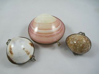 3 Natural Sea Shell Trinket Box Clam Brass Edge Pill Jewelry Hinged