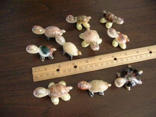 10 Animal Sea Shell Turtle Figurines/craft/crafts/turtles/animals/shells/ocean