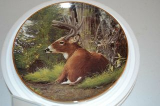 Bob Travers Collector Plate Whitetail Deer Pride Of The Wilderness Summer Velvet