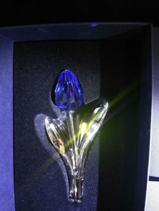 Swarovski Crystal Blue Tulip Mib
