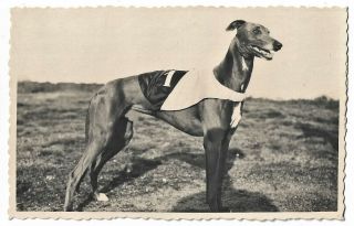 Portrait Of Racing Greyhound Dog No.  1 Vintage C1930 Snapshot Photo 5.  3 " X 3.  3 "