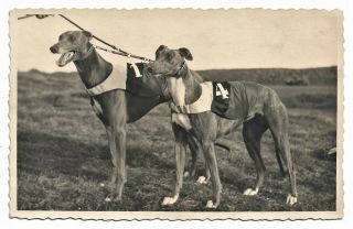 Portrait Of Two Racing Greyhound Dogs No.  1 & No.  4 Vintage C1930 Photo 5.  3 " X 3.  3