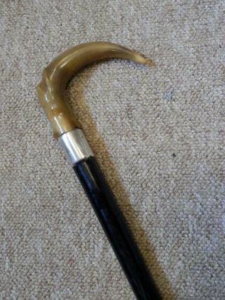 Antique Walking Stick With Bovine Horn Crook Handle And Solid Silver Collar
