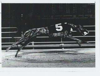 1977 American Greyhound Derby - - Downing Races To Victory