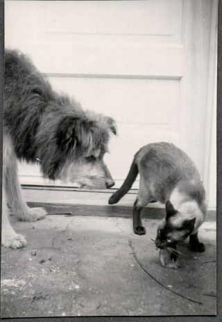 Vintage Photograph 1940 Asian Siamese Cat/kitten Mouse Rat Hairy Dog/puppy Photo