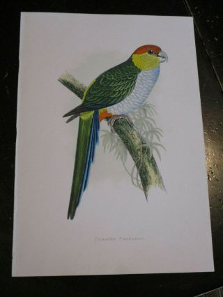 Parrakeet - Parrots In Captivity Ca: 1880,  Pileated Parrakeet