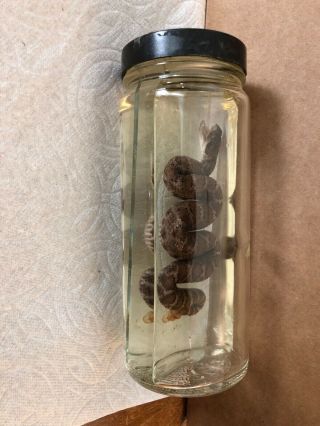 Vintage Rattlesnake Wet Specimen Taxidermy Biology Formaline Autopsy Antique
