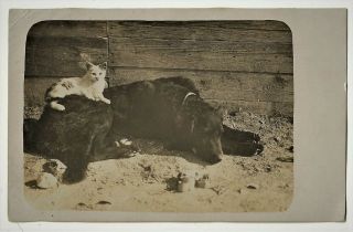Flat - Coated Retriever Dog And Small Kitten Sitting On His Back Vintage 1916 Rppc