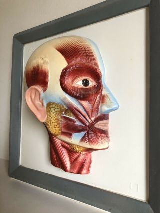 Rare Vintage LifeSize Anatomical Head Medical Model Art French 3D - Wall Mounted 2