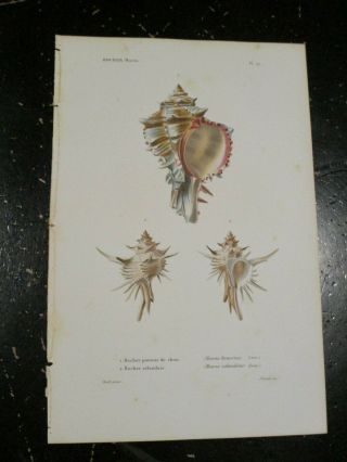 Shells - Spécies Général Et Iconographie Des Coquilles Vivantes,  Murex Plate 27