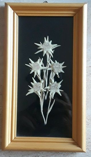 Vintage Real Pressed Edelweiss Framed /5 Flowers
