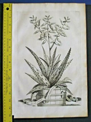 Munting,  Aardgewassen,  Aloe Vera Costa Spinosa,  Rare&large Engrav.  1696 314d