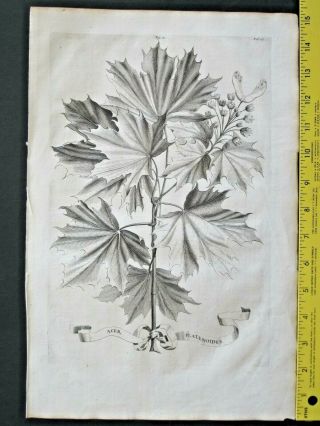Rare&large Engraving.  A.  Munting,  Norway Maple,  Acer Platanoides,  1696 57