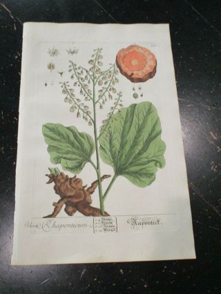 Botanical - Elizabeth Blackwell 1752,  Copper Plate Engraved & Hand Colored 262