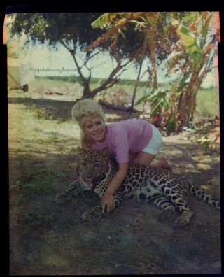 Bunny Yeager 1960s Color Camera Transparency Negative Elaine Lekas & Pet Leopard 3