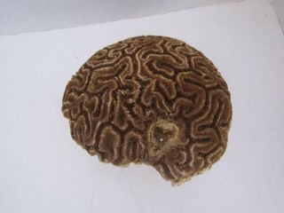 Vintage Large Dried Brain Coral Fossil 1.  5 Lbs,  6” X 6 ".  Cool Creepy.