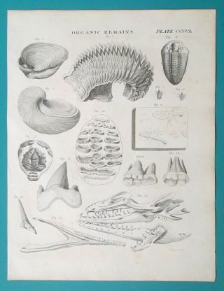 Fossils Organic Remains Shells Teeth Crab Elephant Insects - 1822 Antique Print