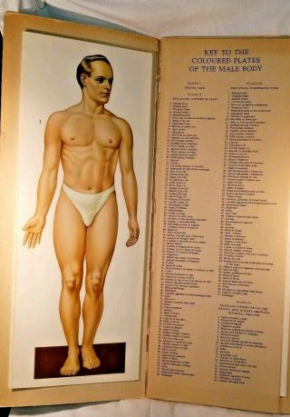 Vtg Anatomy Illustration Foldout Man Woman Large Medical Skeleton W.  German