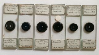 Very Fine Group Of 6 Challenger Sounding Foram.  Microscope Slides W.  A.  Firth