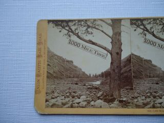 Antique Stereoview Muybridge 819 1,  000 mile tree,  1000 Miles West Of Omaha CPRR 3
