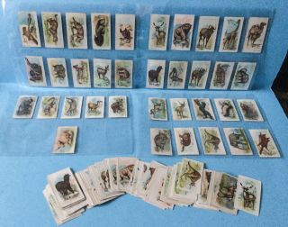 36 X Wills Cigarette Cards - Wild Animals Of The World 1905,  All Different,