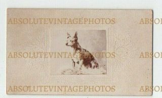 Approx Cdv Size Photograph Pet Dog - Breed ? Vintage C.  1880