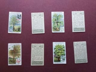 Woodland Tree Series Issued 1912 By Gallaher Set 100