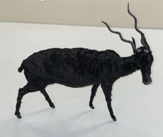Rare Antique 1800s Victorian Miniature Taxidermy Twisted Horn Antelope 12.  5”