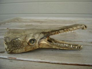 Vintage Gar Fish Head,  Jaws,  Teeth,  Freak,  Oddity,  Skull,  Dried Up,  Nature’s Taxidermy