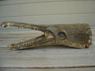 Vintage Gar Fish Head,  Jaws,  Teeth,  Freak,  Oddity,  Skull,  Dried Up,  Nature’s Taxidermy 2