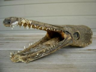 Vintage Gar Fish Head,  Jaws,  Teeth,  Freak,  Oddity,  Skull,  Dried Up,  Nature’s Taxidermy 3