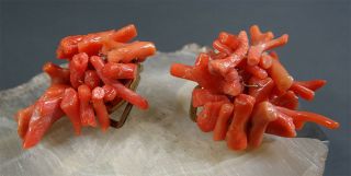 Pair Antique Mediterrenean Italian Hand - Carved Branch Coral Lady Studs Earrings