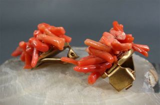 Pair Antique Mediterrenean Italian hand - carved Branch Coral Lady Studs Earrings 3