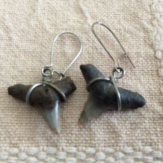 Vintage Shark Tooth Earrings Wire Wrapped 5/8”