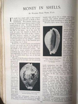Money Shells Conchology Currency Natural History Linnean Rare Old Article 1902