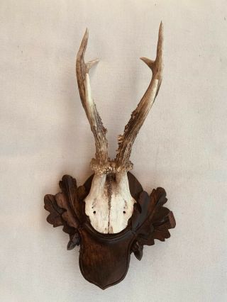 Very Antique Wooden Carved Black Forest Antler Deer Taxidermy Tropy 1880