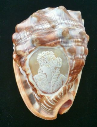 Vintage Carved Conch Shell With Cameo Woman.  Two Minor Chips