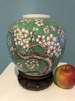 Large Chinese 19th/20th Century Porcelain Vase/jar Prunus Design