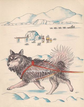Rare Adorable Husky Sled Dog Alaskan Malamute Vintage Art Print 1950